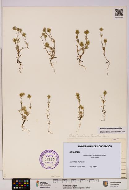 Chaetanthera ramosissima [Espécimen: UDEC:CONC:0057463]