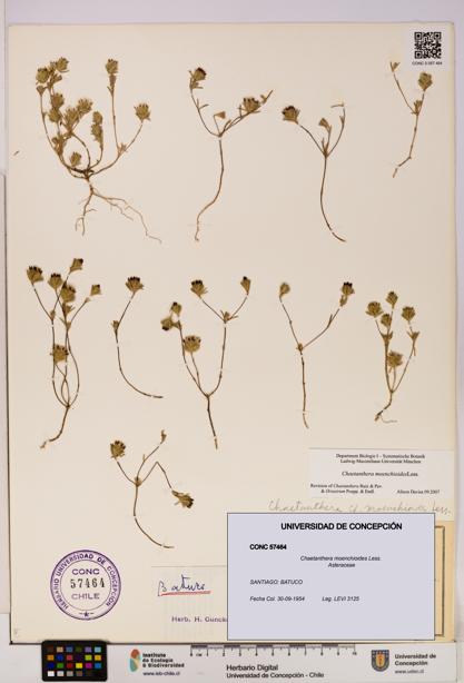 Chaetanthera moenchioides [Espécimen: UDEC:CONC:0057464]