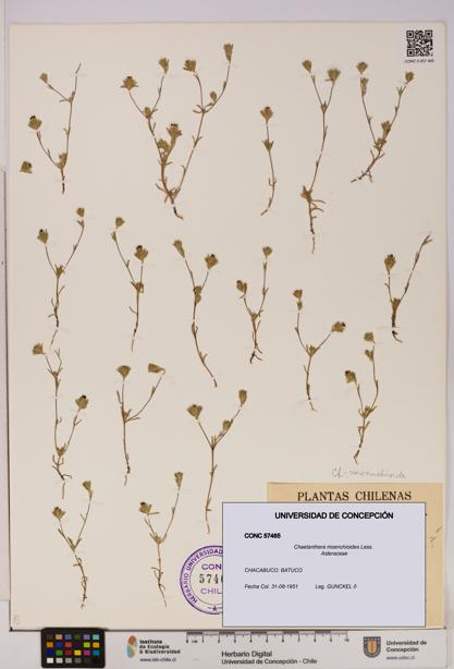 Chaetanthera moenchioides [Espécimen: UDEC:CONC:0057465]