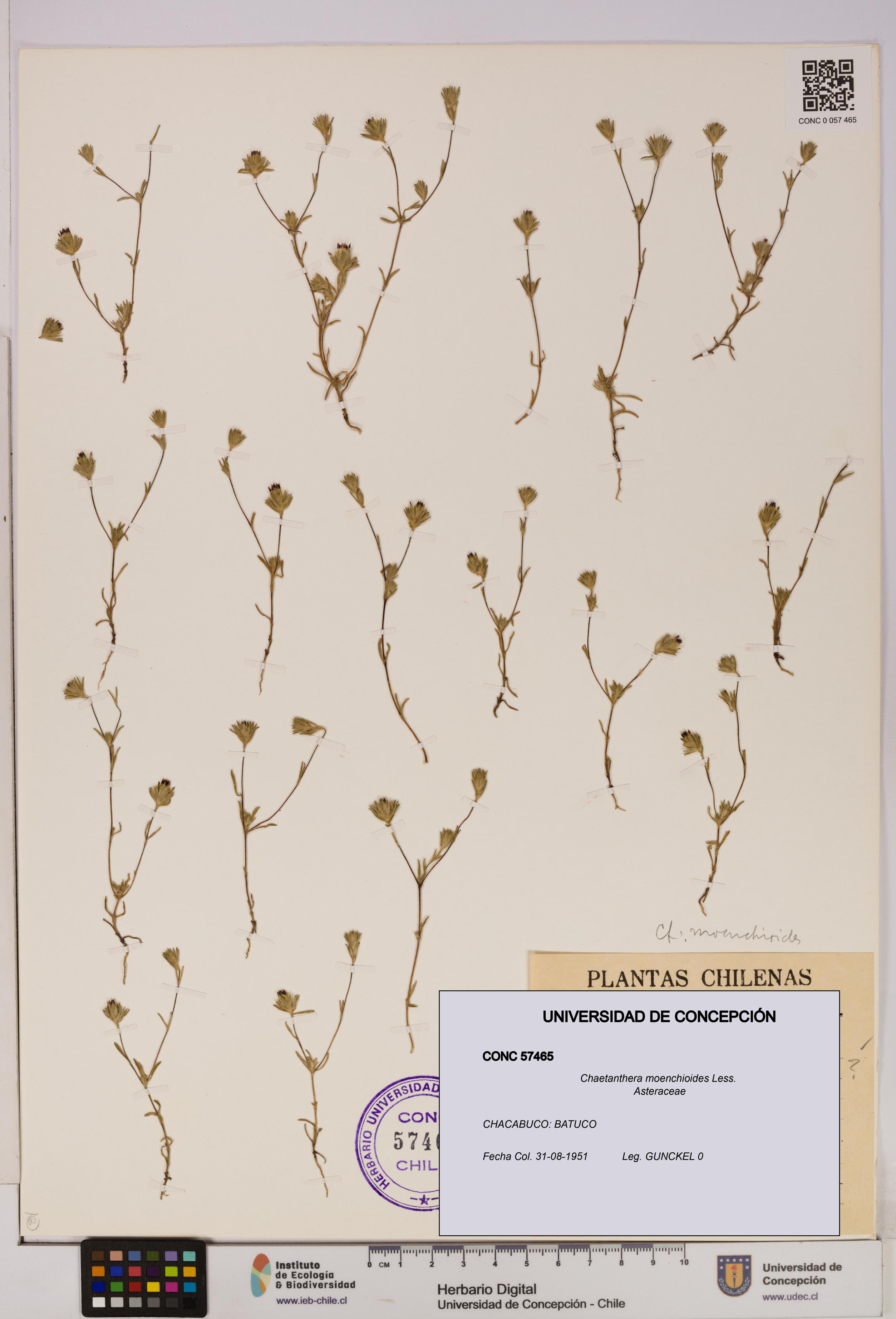 Chaetanthera moenchioides [Espécimen: UDEC:CONC:0057465]