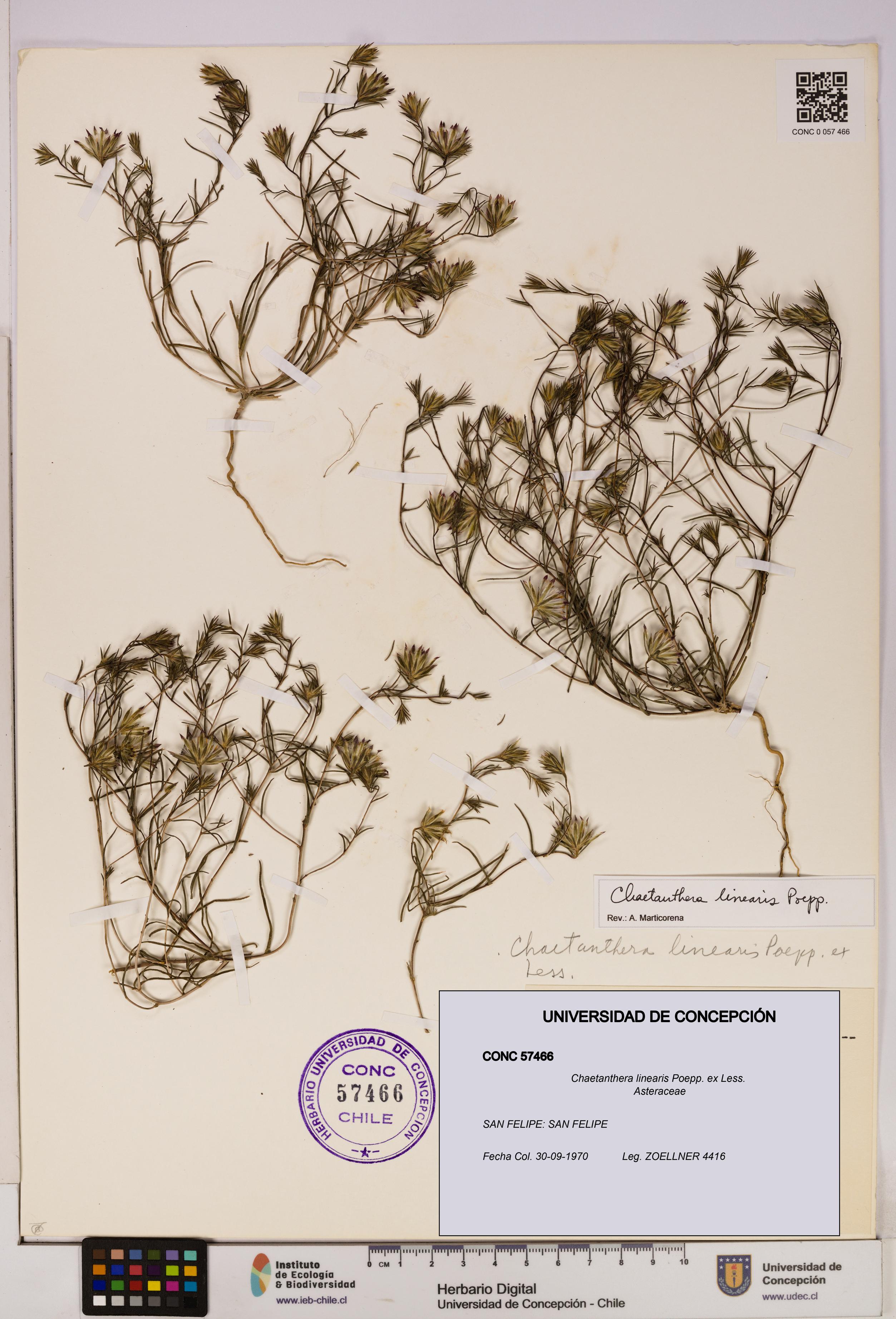 Chaetanthera linearis [Espécimen: UDEC:CONC:0057466]
