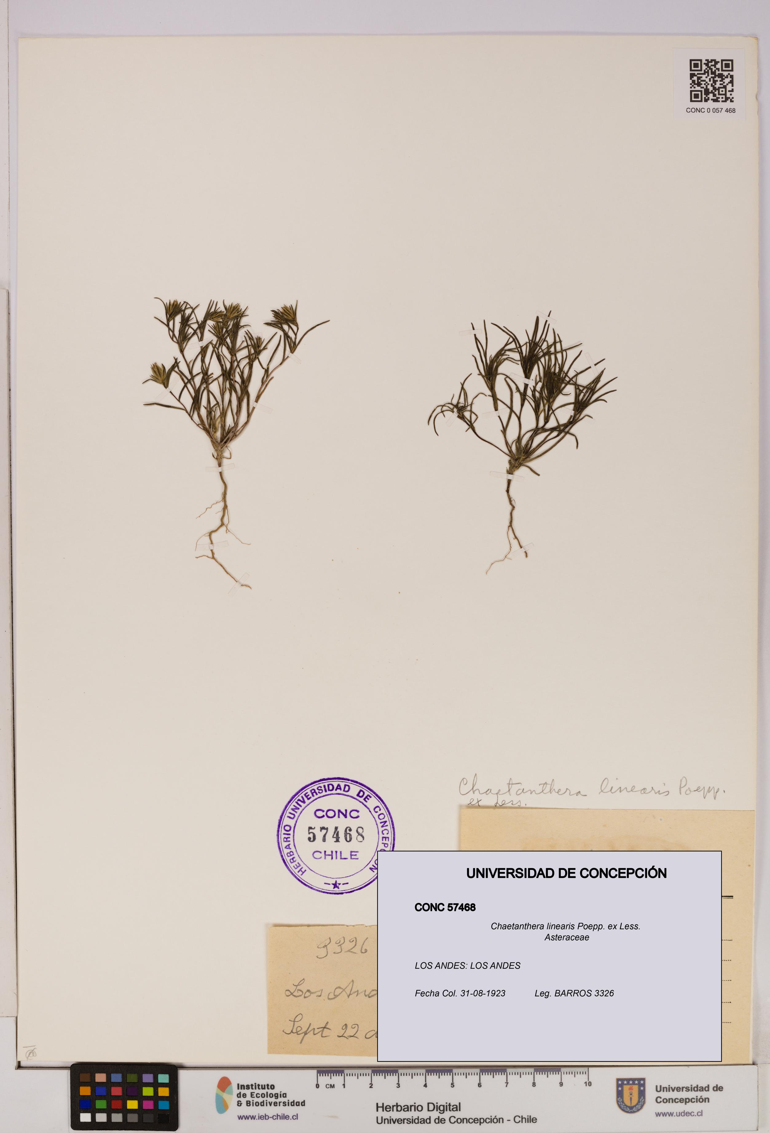Chaetanthera linearis [Espécimen: UDEC:CONC:0057468]