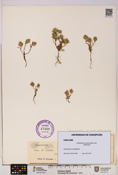 Chaetanthera moenchioides [Espécimen: UDEC:CONC:0057469]