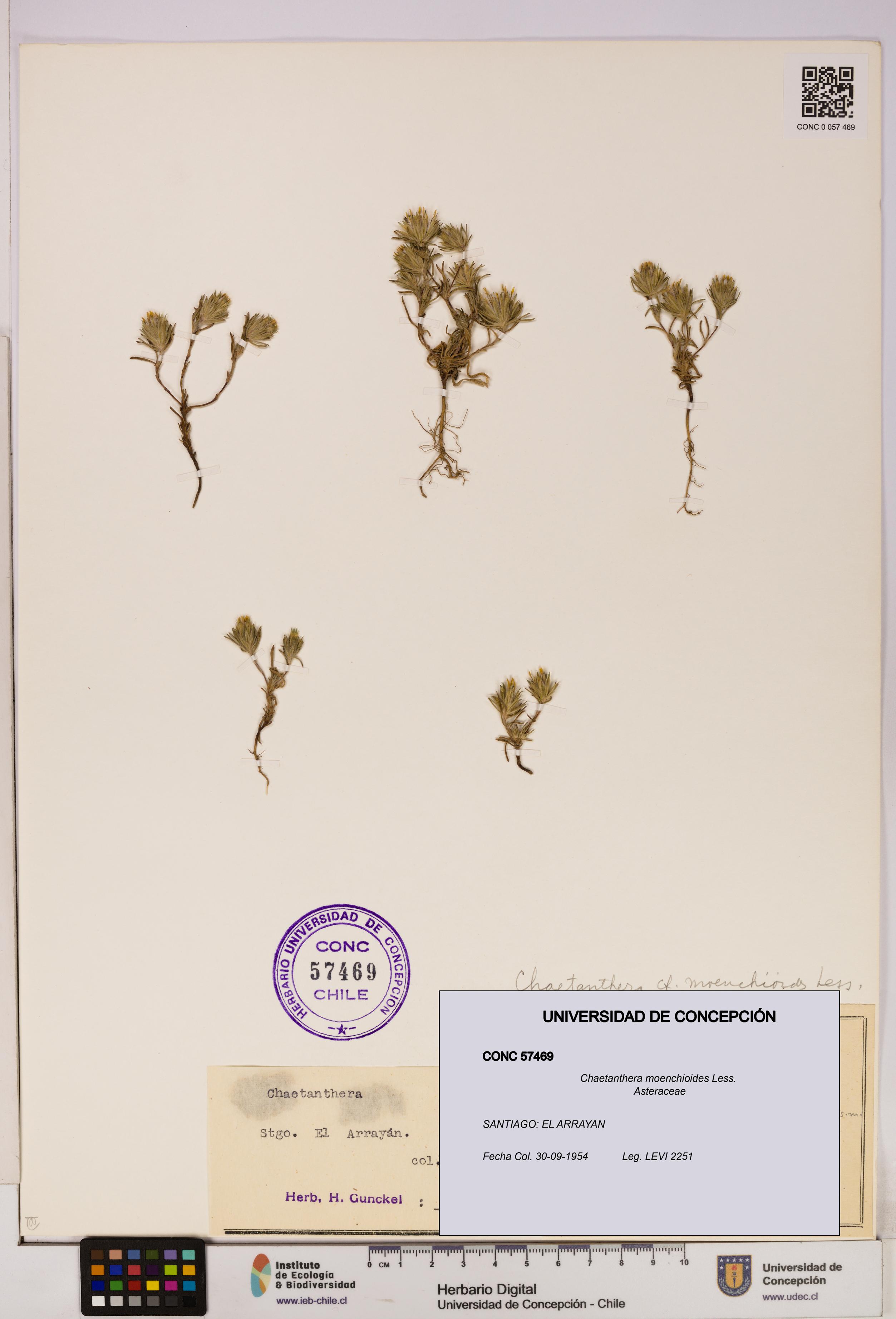 Chaetanthera moenchioides [Espécimen: UDEC:CONC:0057469]