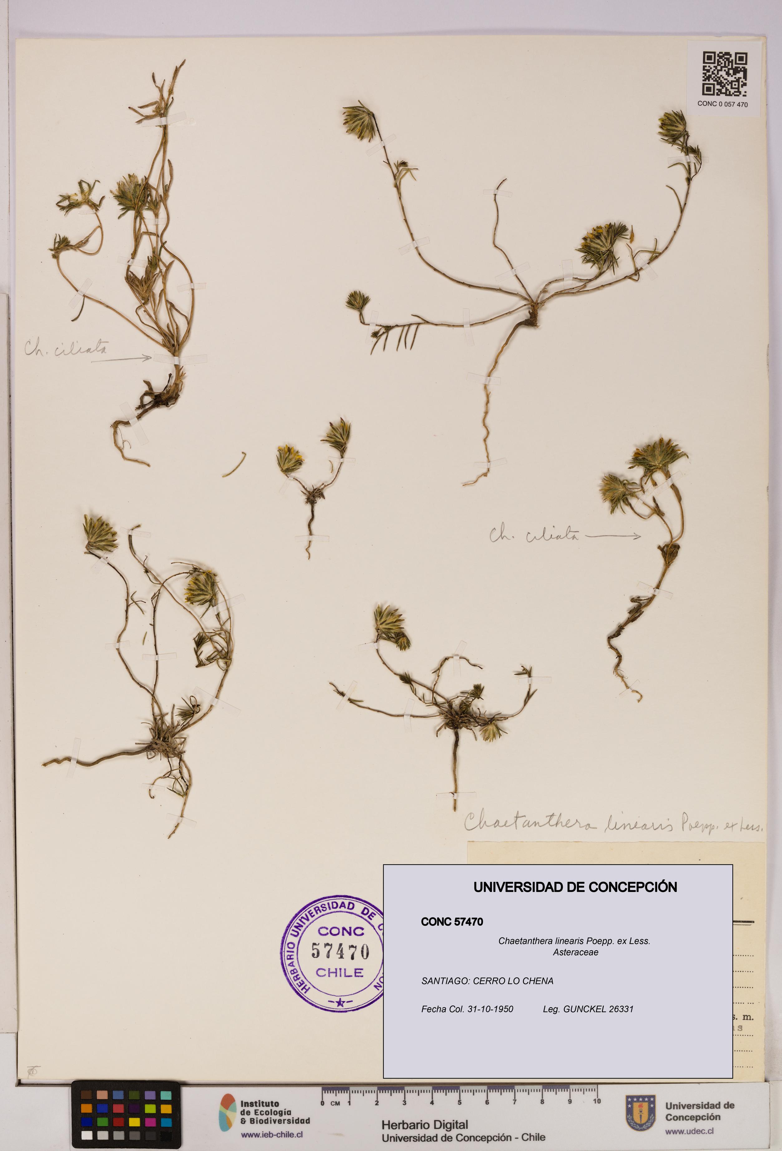 Chaetanthera linearis [Espécimen: UDEC:CONC:0057470]
