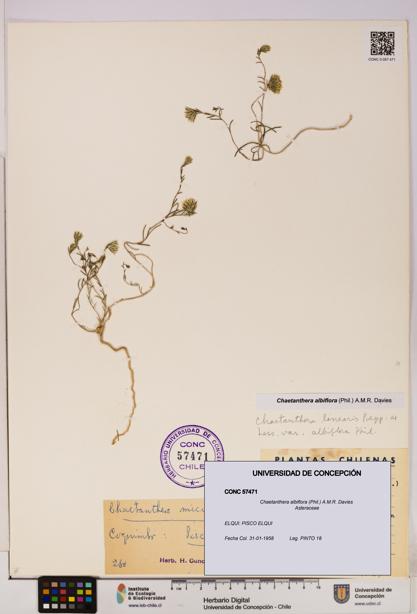 Chaetanthera albiflora [Espécimen: UDEC:CONC:0057471]
