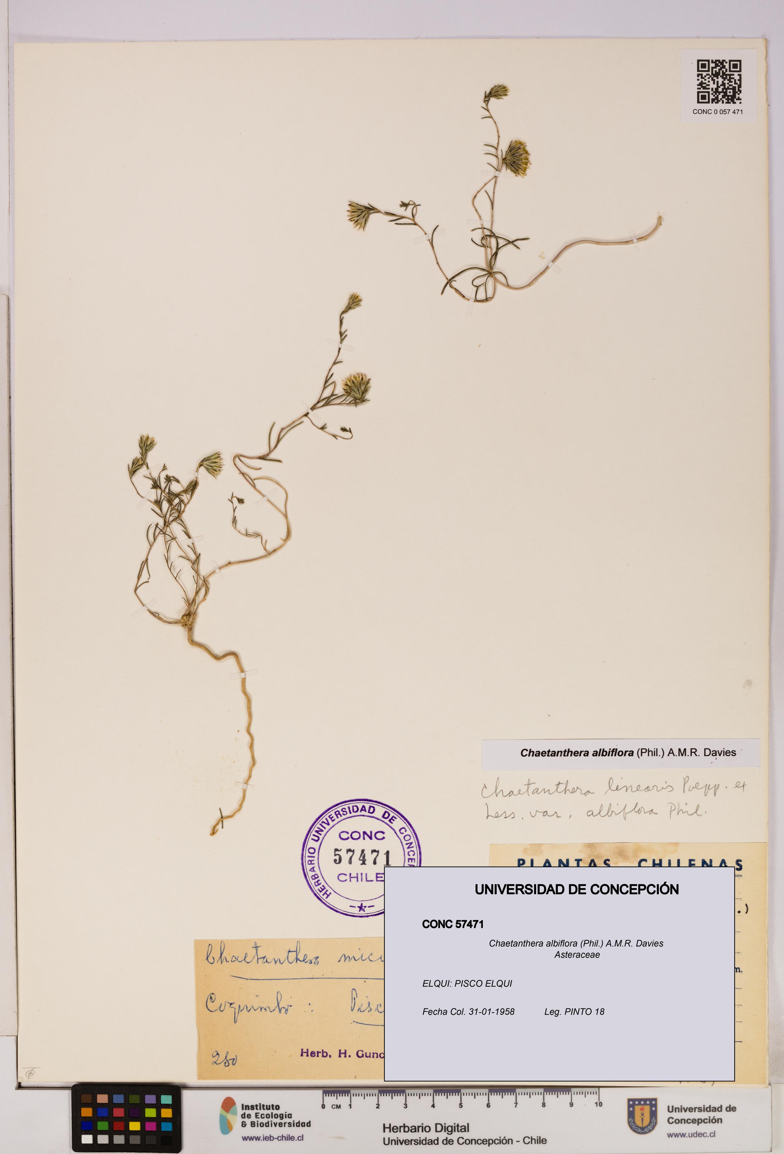 Chaetanthera albiflora [Espécimen: UDEC:CONC:0057471]