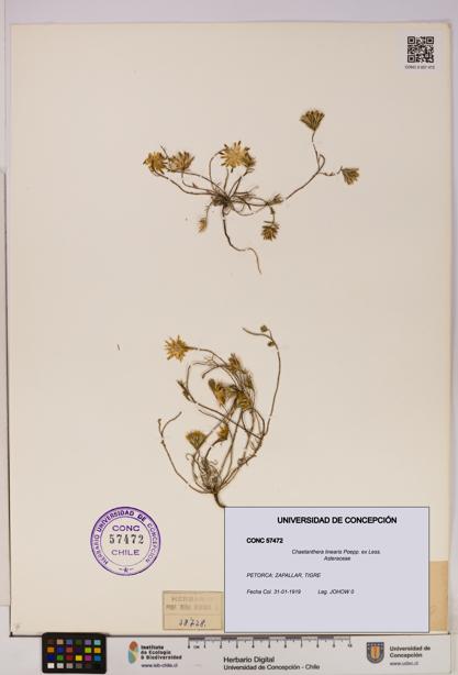 Chaetanthera linearis [Espécimen: UDEC:CONC:0057472]