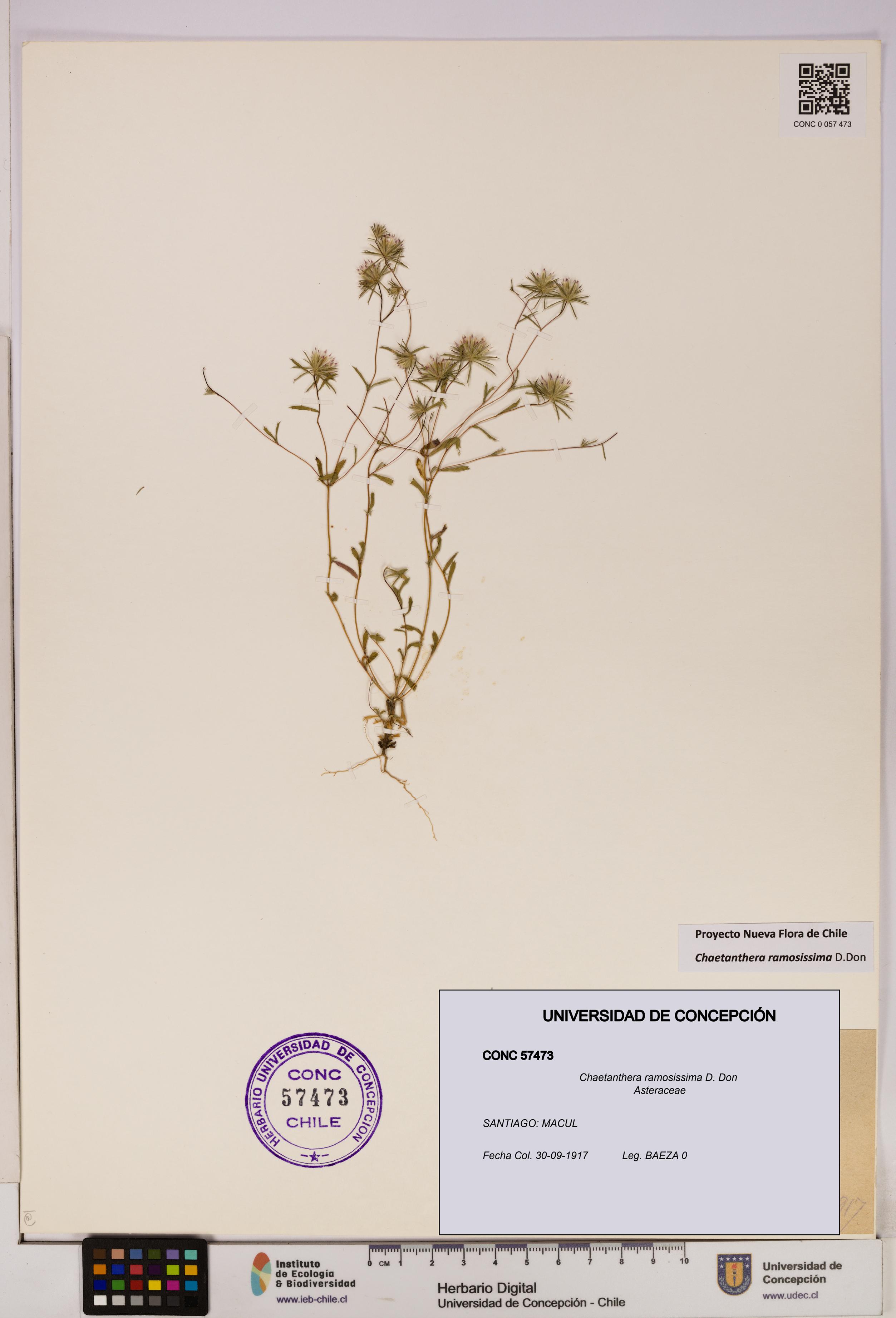 Chaetanthera ramosissima [Espécimen: UDEC:CONC:0057473]