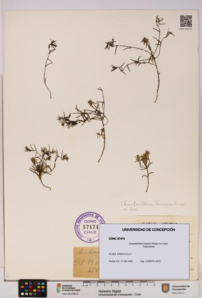 Chaetanthera linearis [Espécimen: UDEC:CONC:0057474]