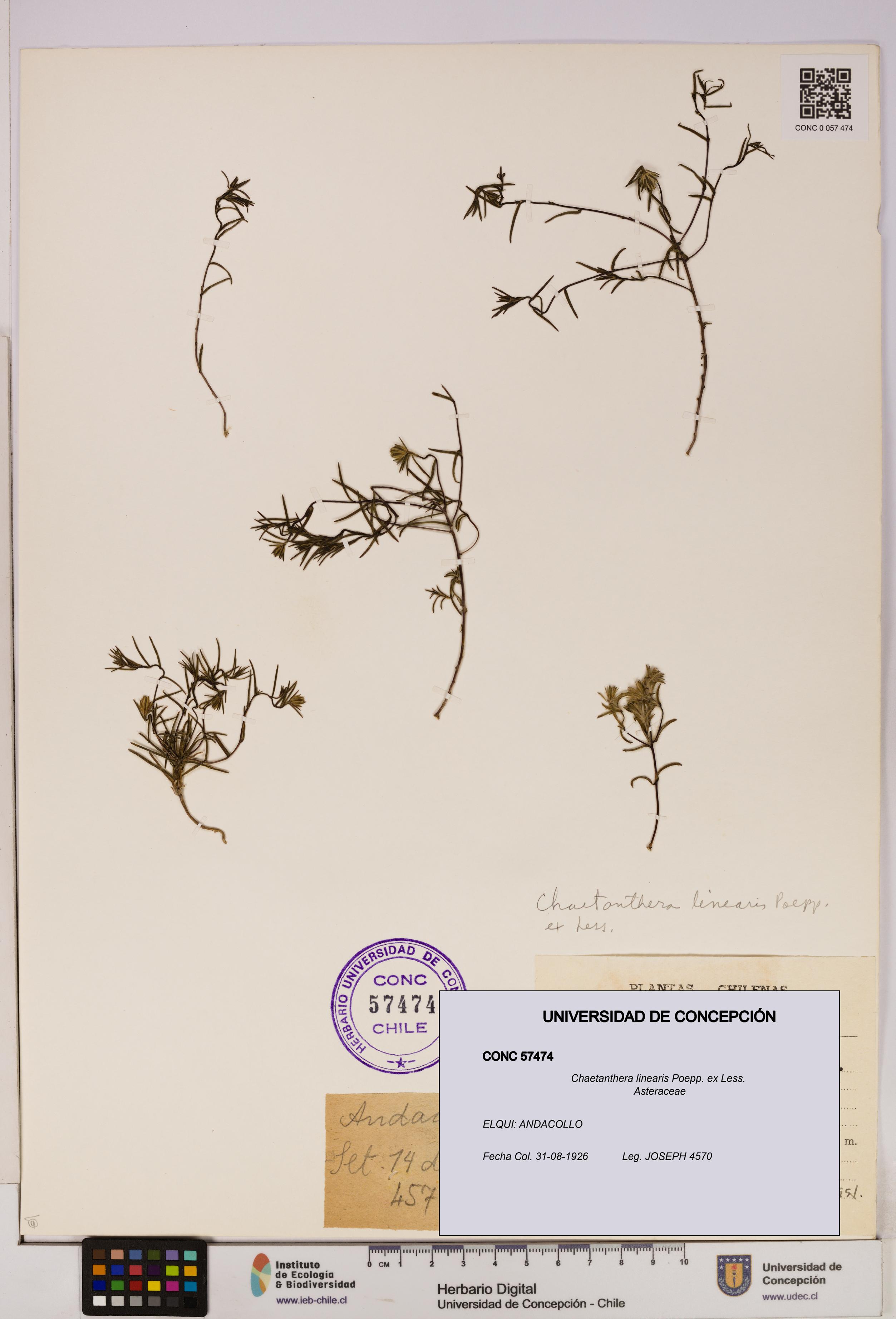 Chaetanthera linearis [Espécimen: UDEC:CONC:0057474]