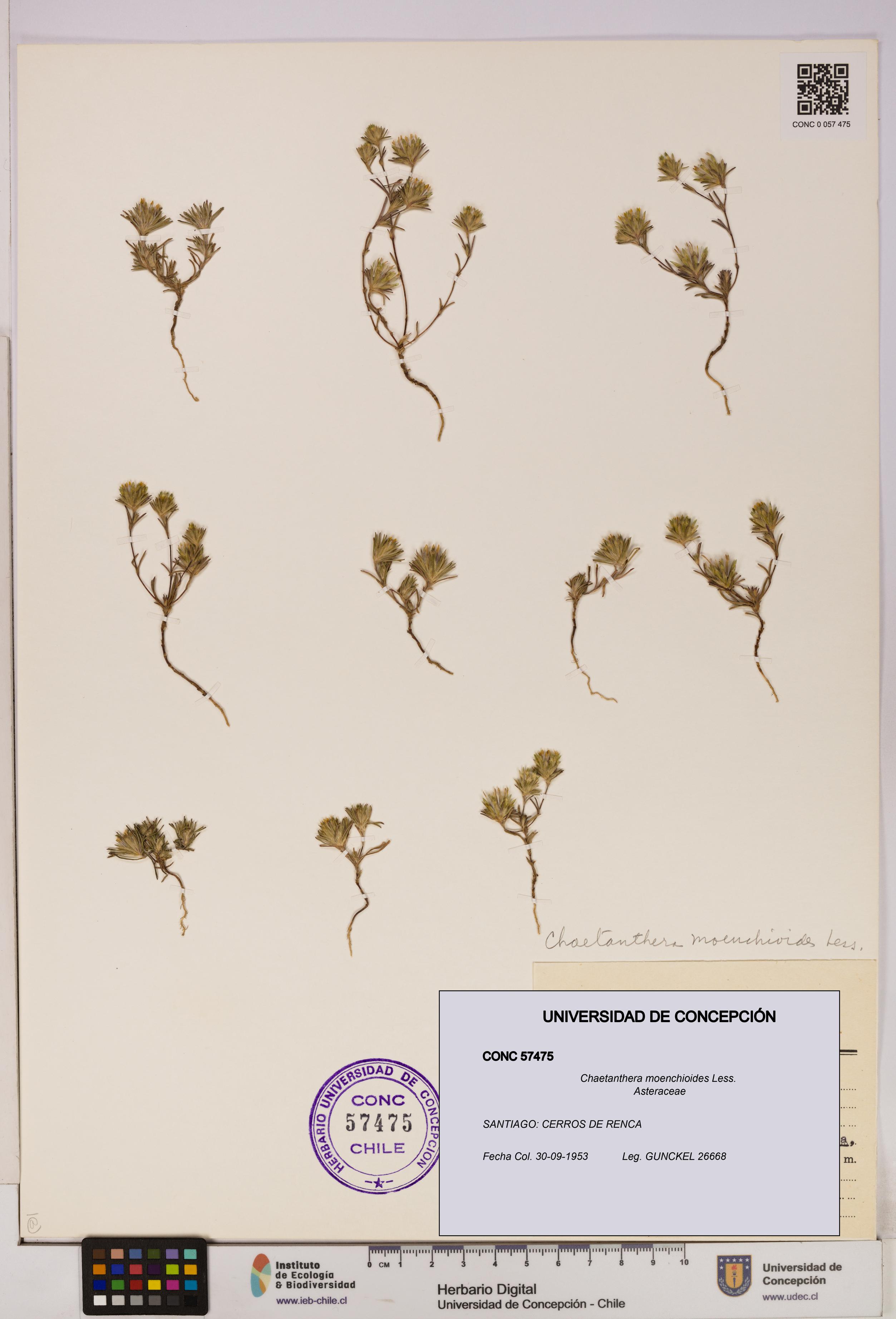 Chaetanthera moenchioides [Espécimen: UDEC:CONC:0057475]