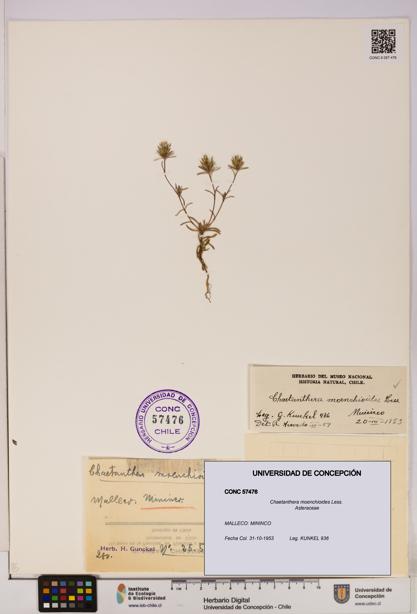 Chaetanthera moenchioides [Espécimen: UDEC:CONC:0057476]