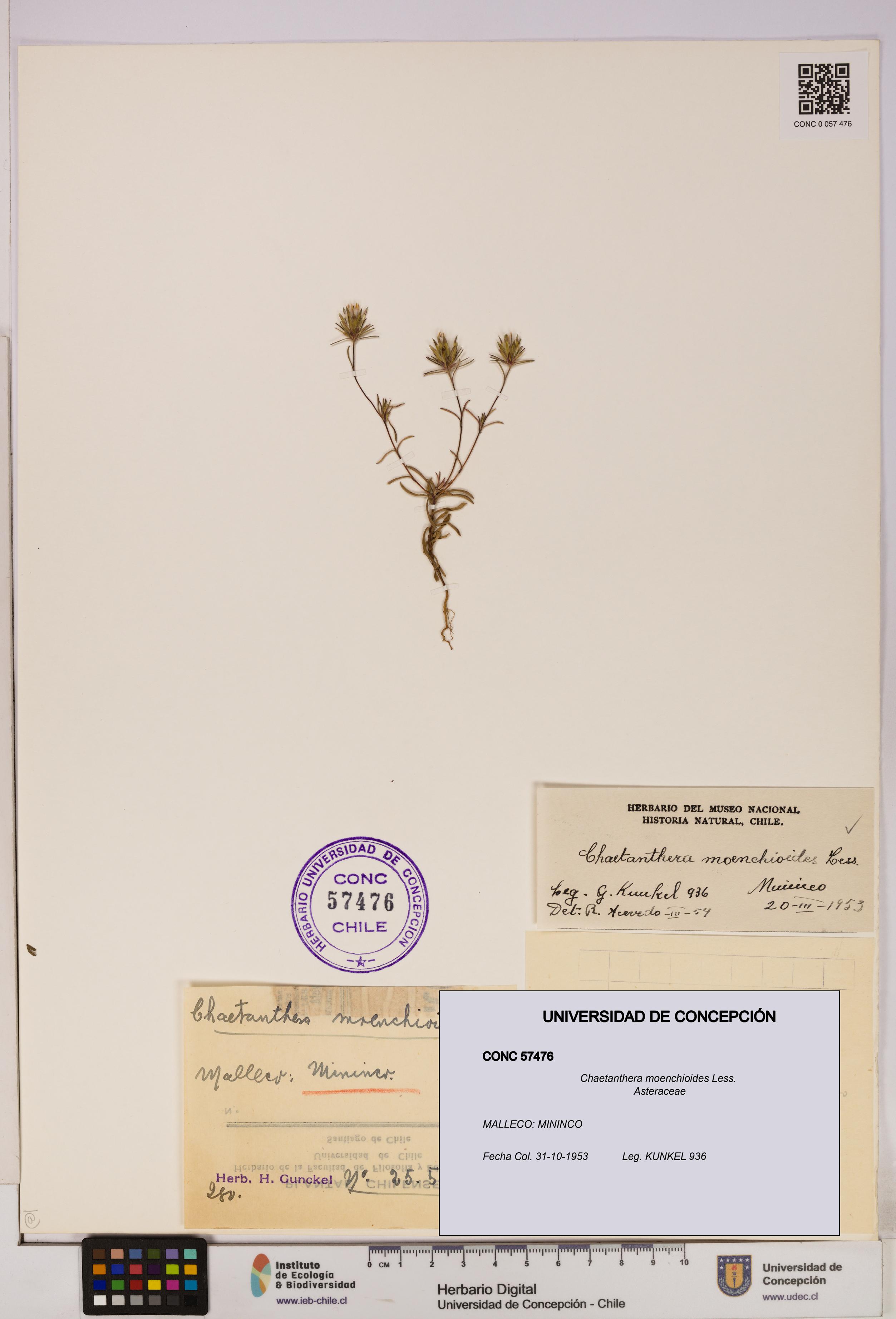 Chaetanthera moenchioides [Espécimen: UDEC:CONC:0057476]