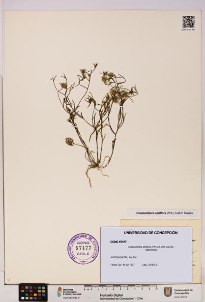 Chaetanthera albiflora [Espécimen: UDEC:CONC:0057477]