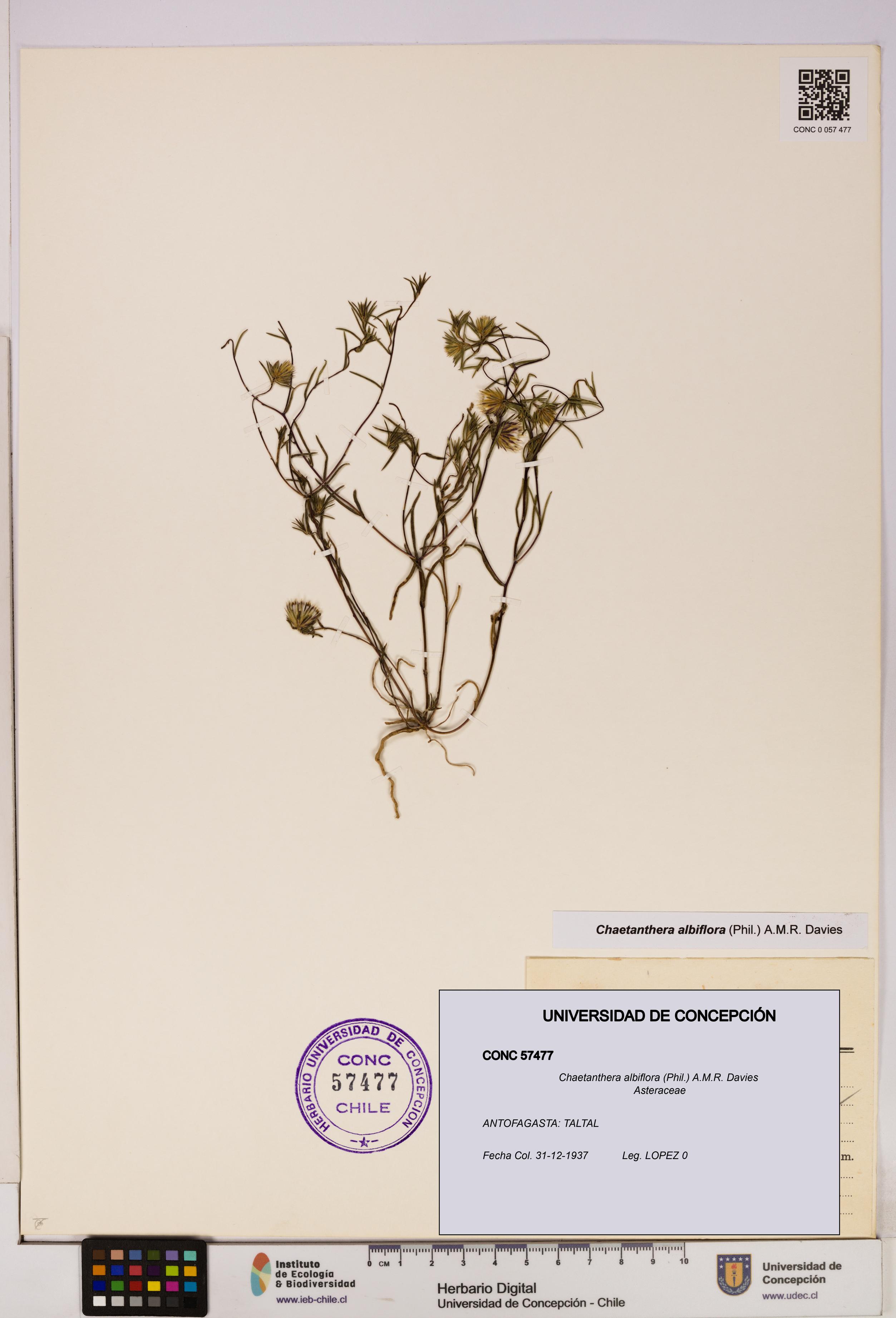 Chaetanthera albiflora [Espécimen: UDEC:CONC:0057477]