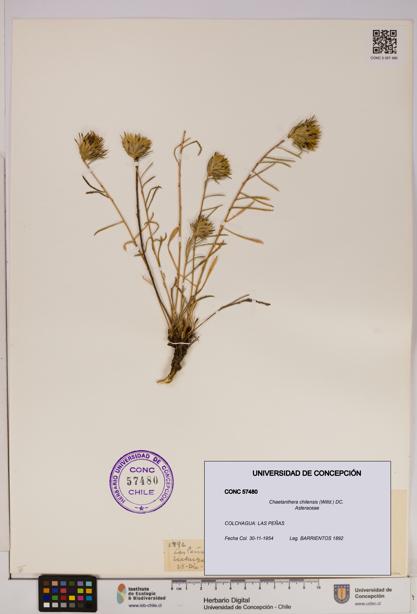 Chaetanthera chilensis [Espécimen: UDEC:CONC:0057480]