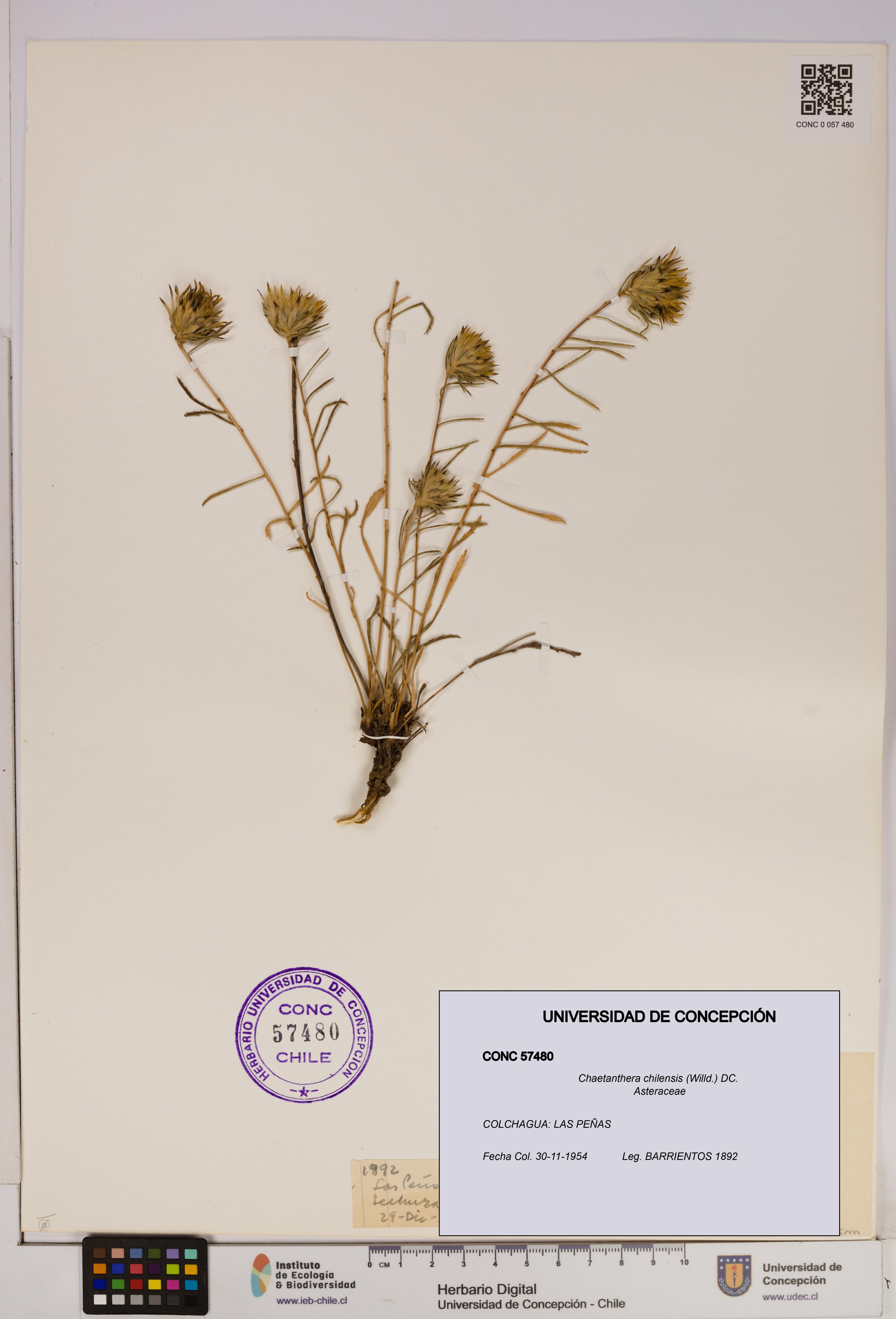 Chaetanthera chilensis [Espécimen: UDEC:CONC:0057480]