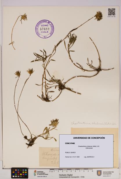 Chaetanthera chilensis [Espécimen: UDEC:CONC:0057482]
