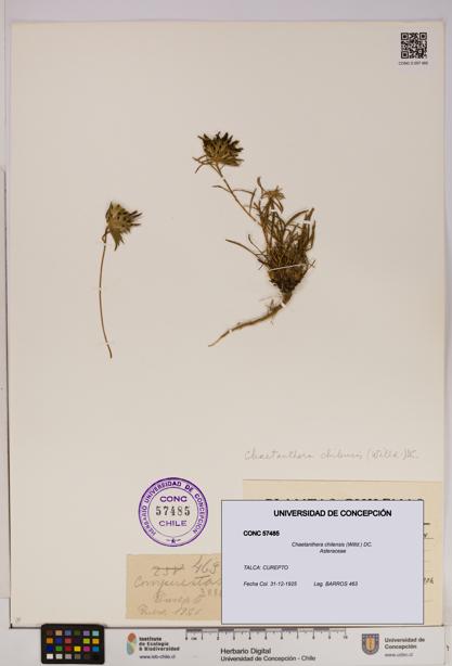 Chaetanthera chilensis [Espécimen: UDEC:CONC:0057485]