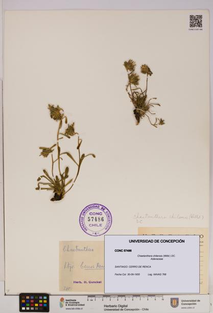 Chaetanthera chilensis [Espécimen: UDEC:CONC:0057486]