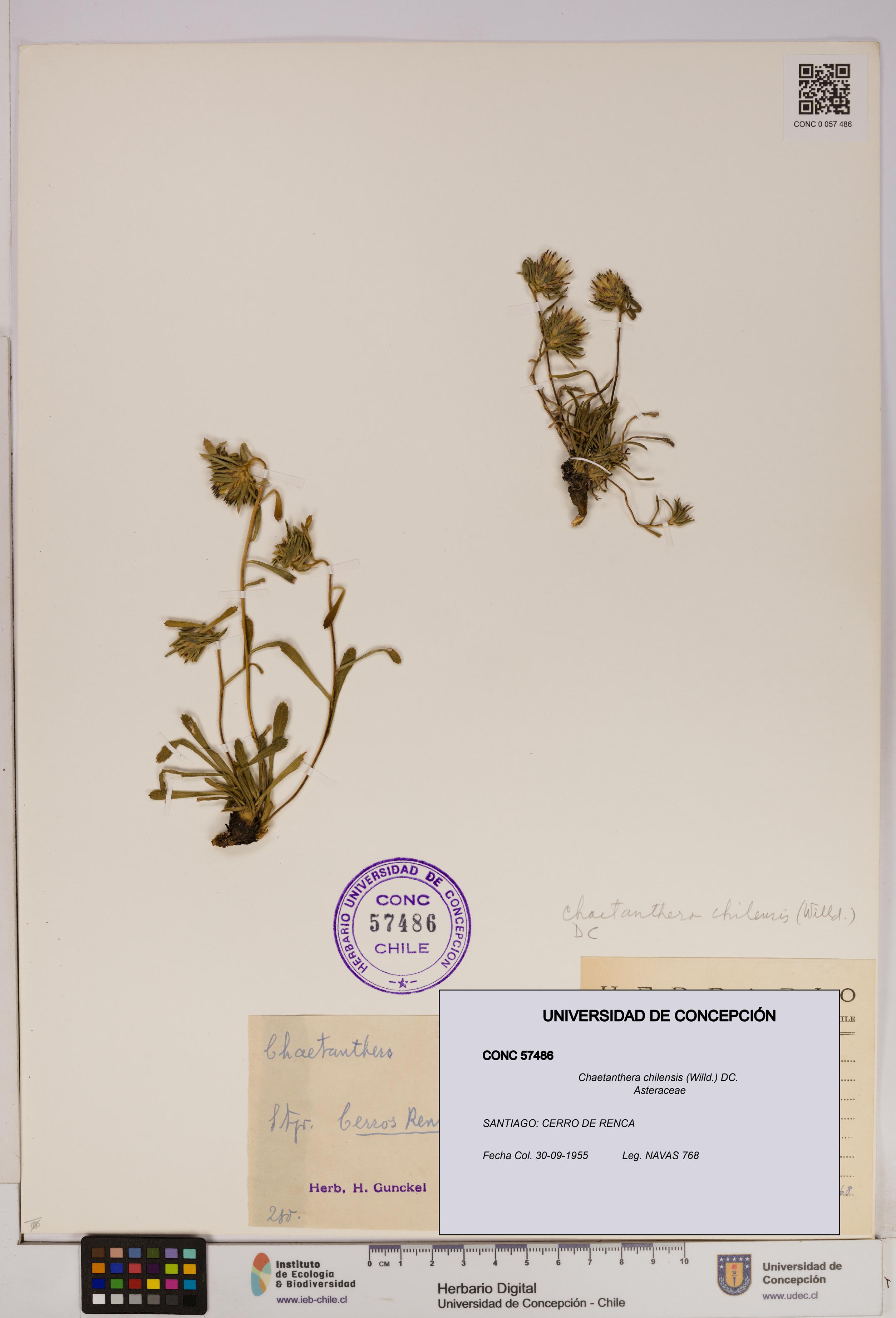 Chaetanthera chilensis [Espécimen: UDEC:CONC:0057486]