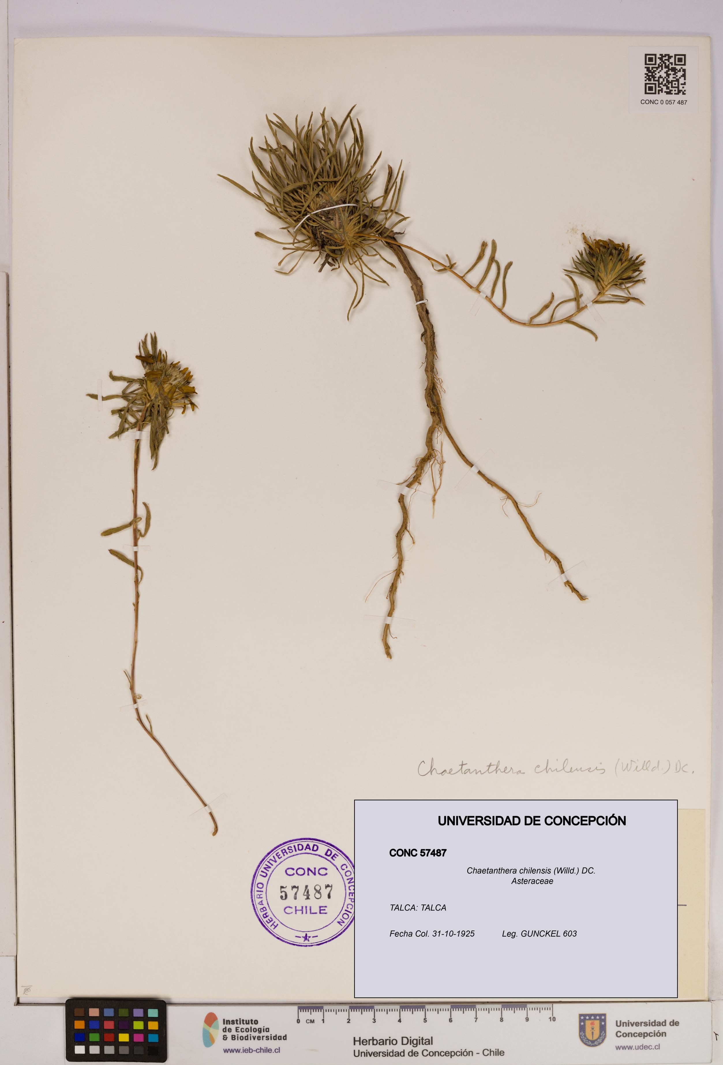 Chaetanthera chilensis [Espécimen: UDEC:CONC:0057487]