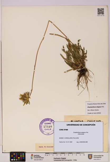 Chaetanthera elegans [Espécimen: UDEC:CONC:0057490]