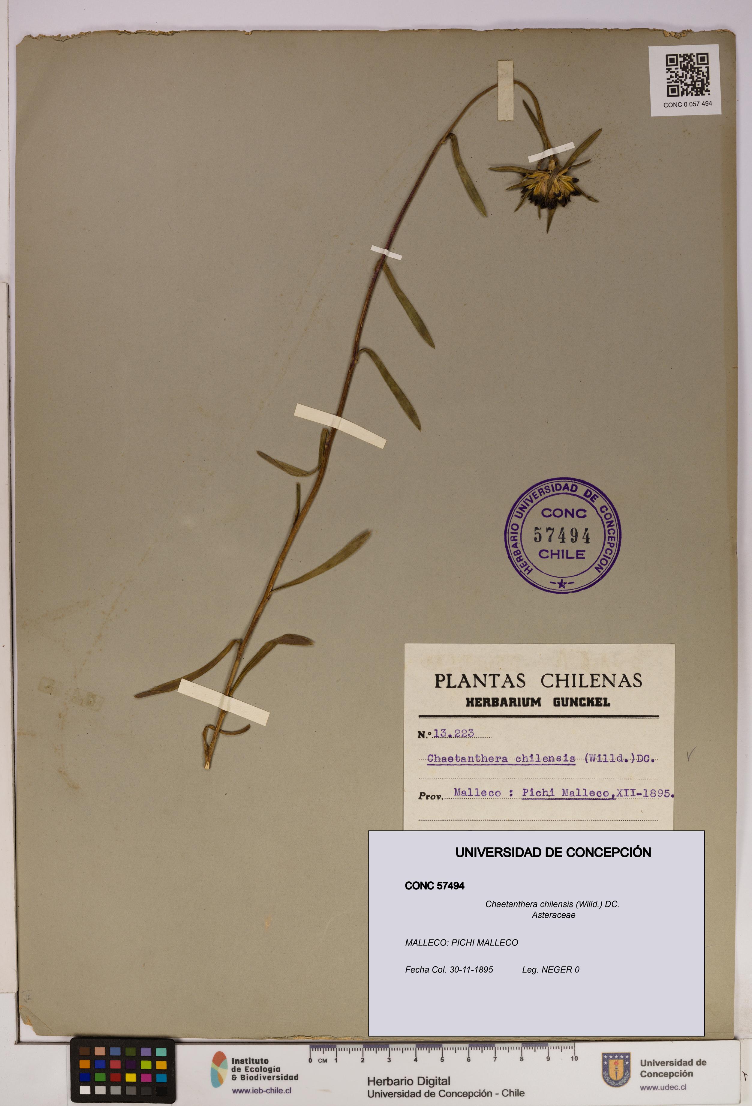 Chaetanthera chilensis [Espécimen: UDEC:CONC:0057494]