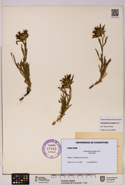 Chaetanthera elegans [Espécimen: UDEC:CONC:0057495]