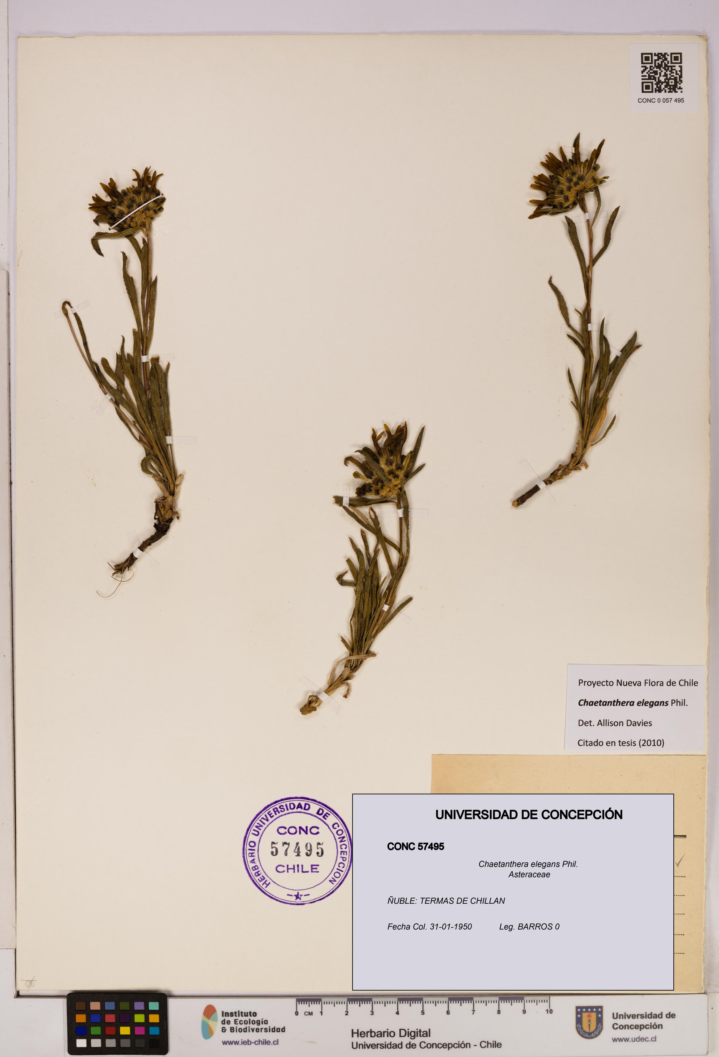 Chaetanthera elegans [Espécimen: UDEC:CONC:0057495]