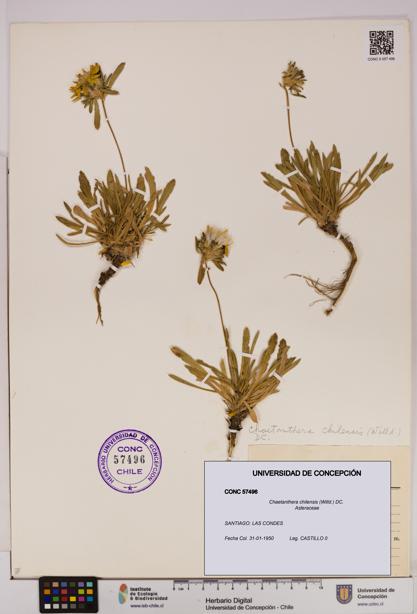 Chaetanthera chilensis [Espécimen: UDEC:CONC:0057496]