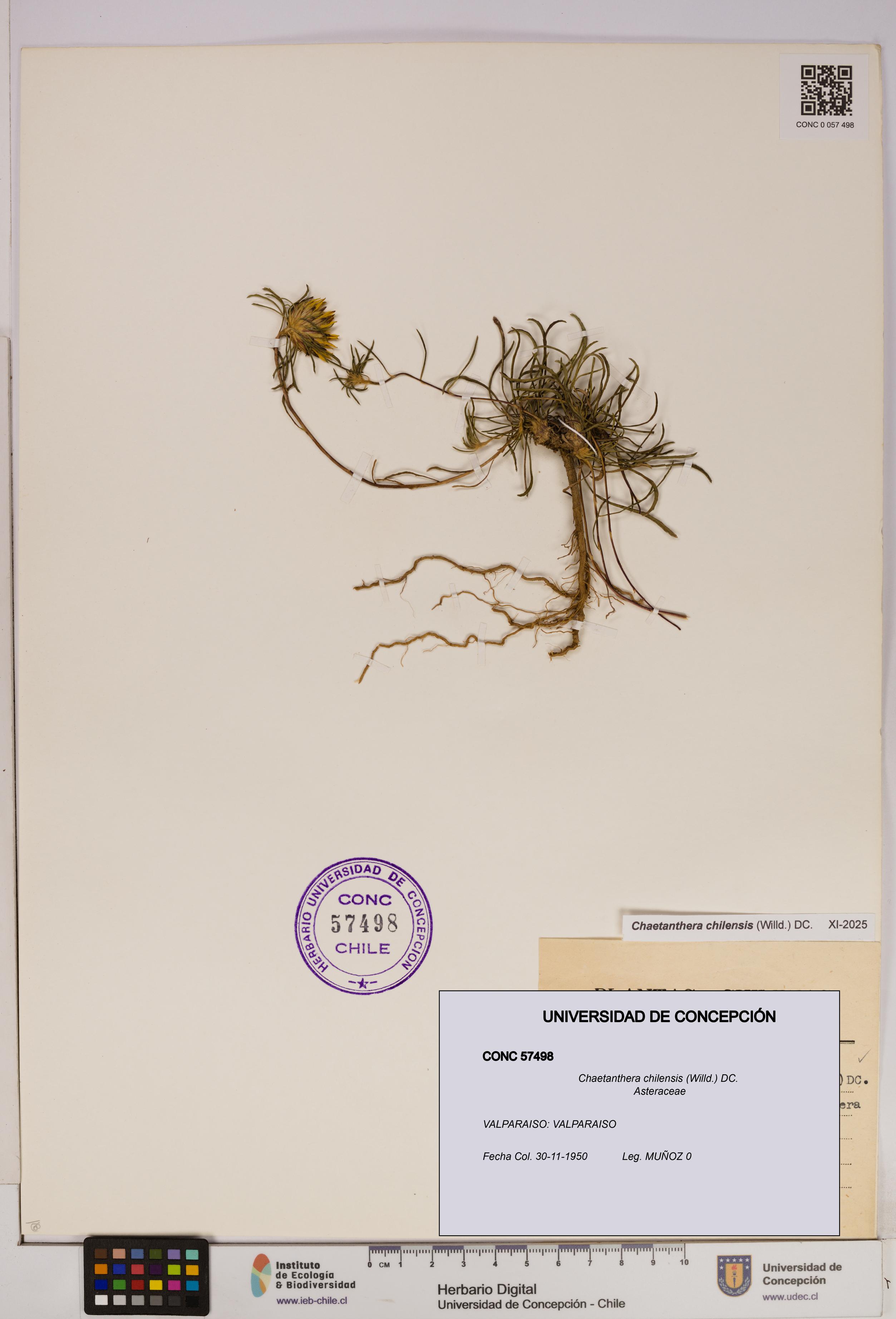 Chaetanthera chilensis [Espécimen: UDEC:CONC:0057498]