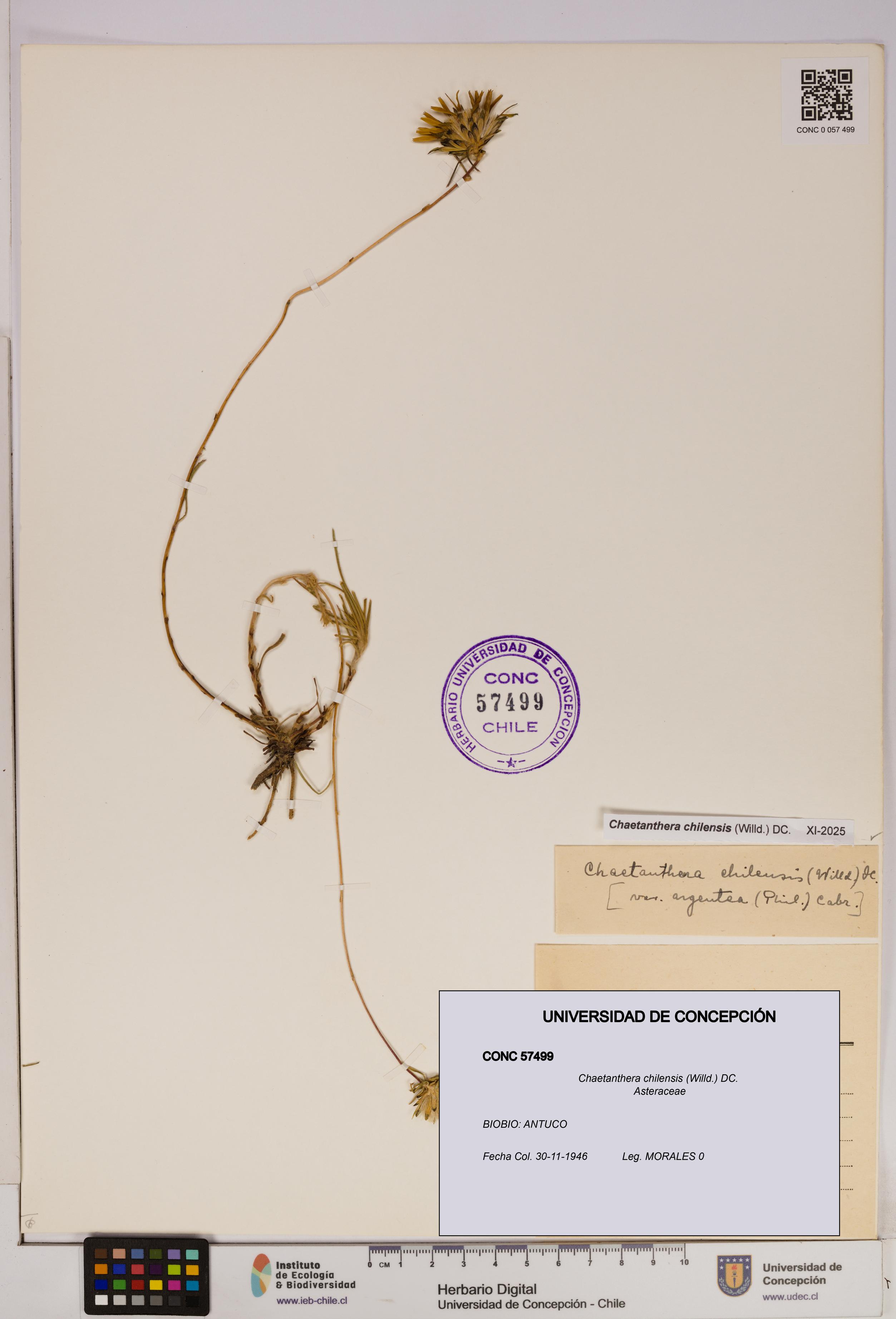 Chaetanthera chilensis [Espécimen: UDEC:CONC:0057499]