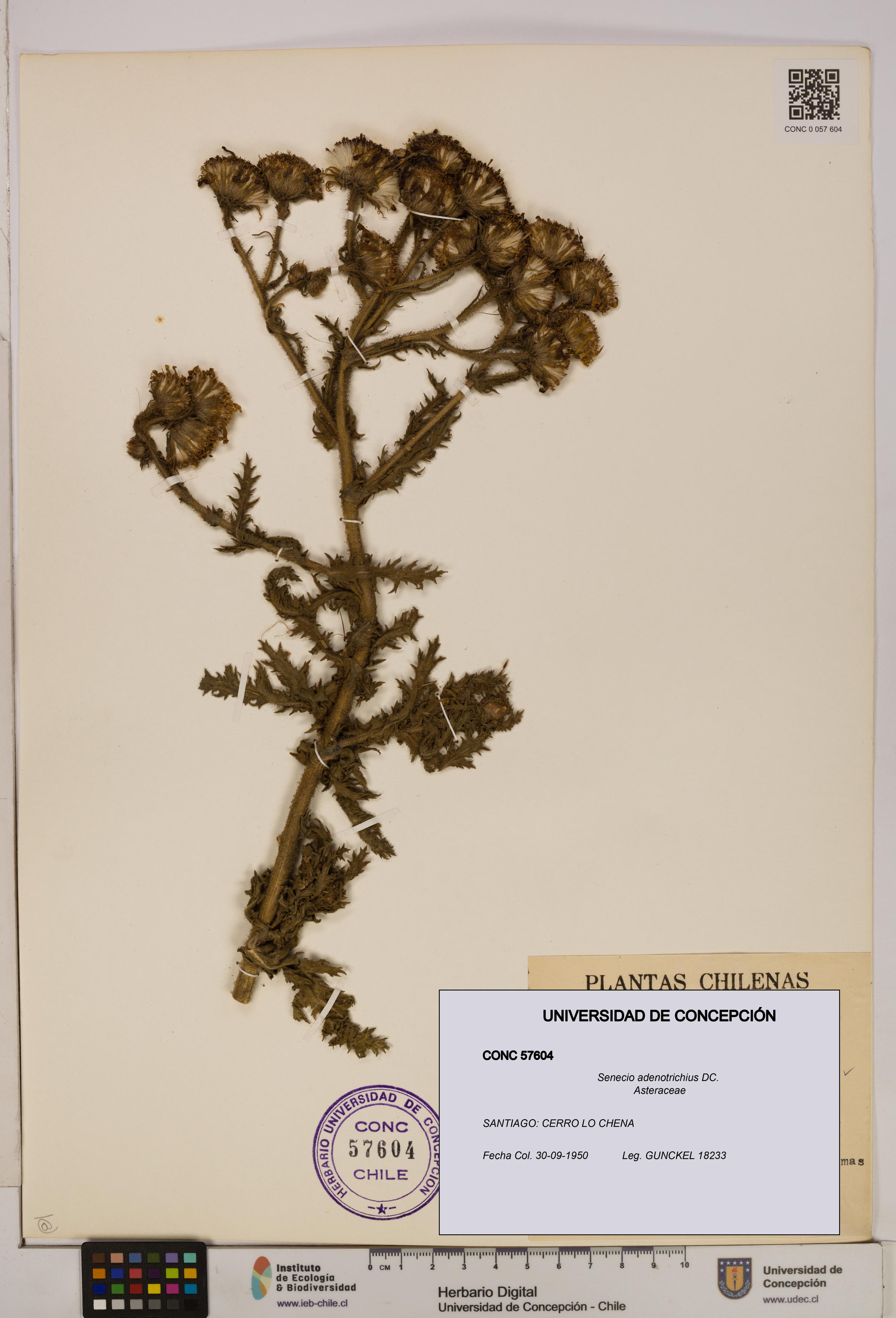 Senecio adenotrichius [Espécimen: UDEC:CONC:0057604]