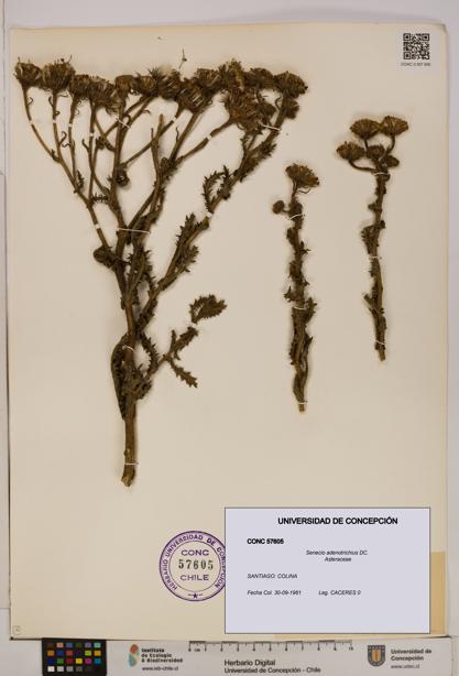 Senecio adenotrichius [Espécimen: UDEC:CONC:0057605]