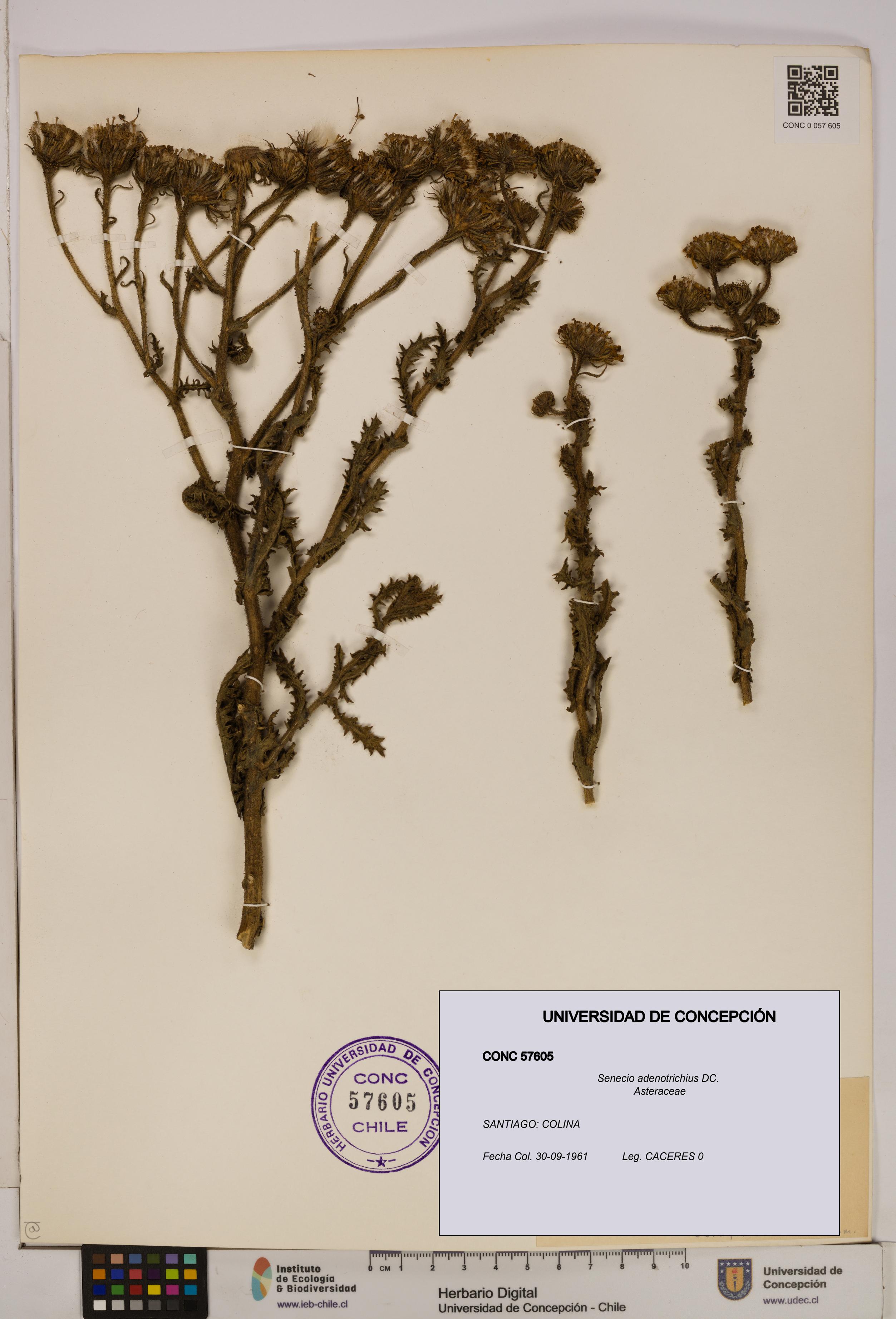 Senecio adenotrichius [Espécimen: UDEC:CONC:0057605]