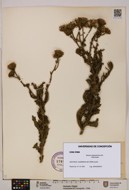 Senecio adenotrichius [Espécimen: UDEC:CONC:0057606]