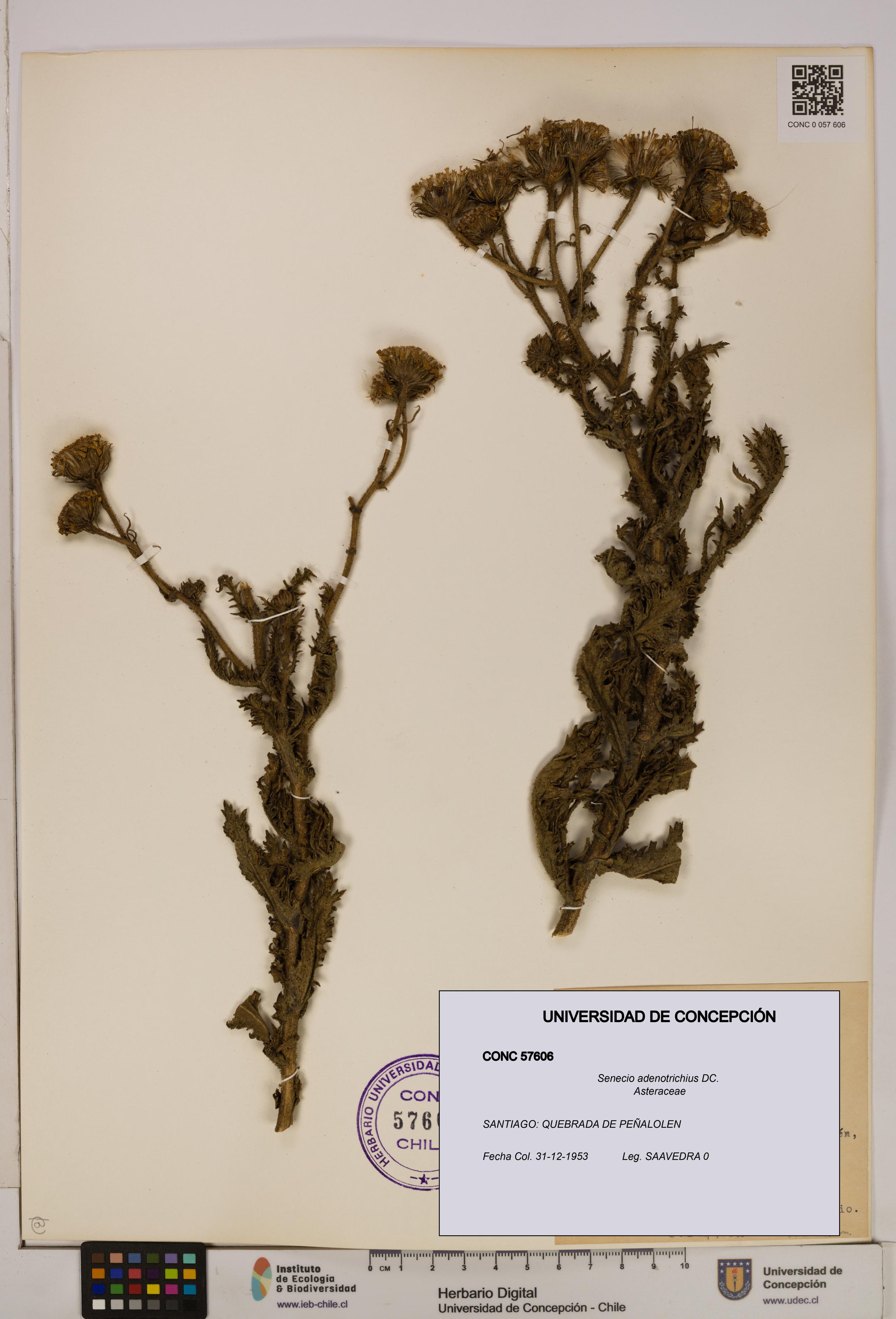 Senecio adenotrichius [Espécimen: UDEC:CONC:0057606]