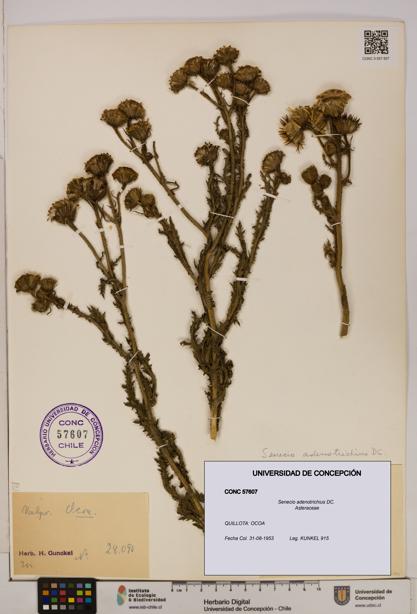 Senecio adenotrichius [Espécimen: UDEC:CONC:0057607]