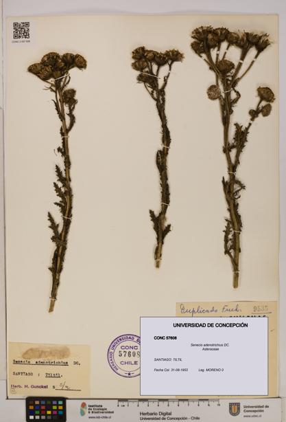 Senecio adenotrichius [Espécimen: UDEC:CONC:0057608]
