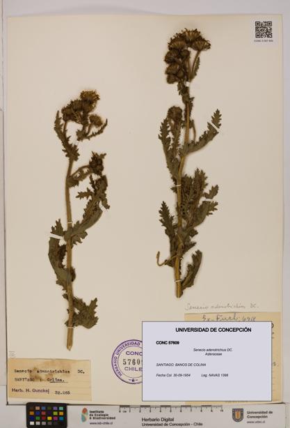 Senecio adenotrichius [Espécimen: UDEC:CONC:0057609]