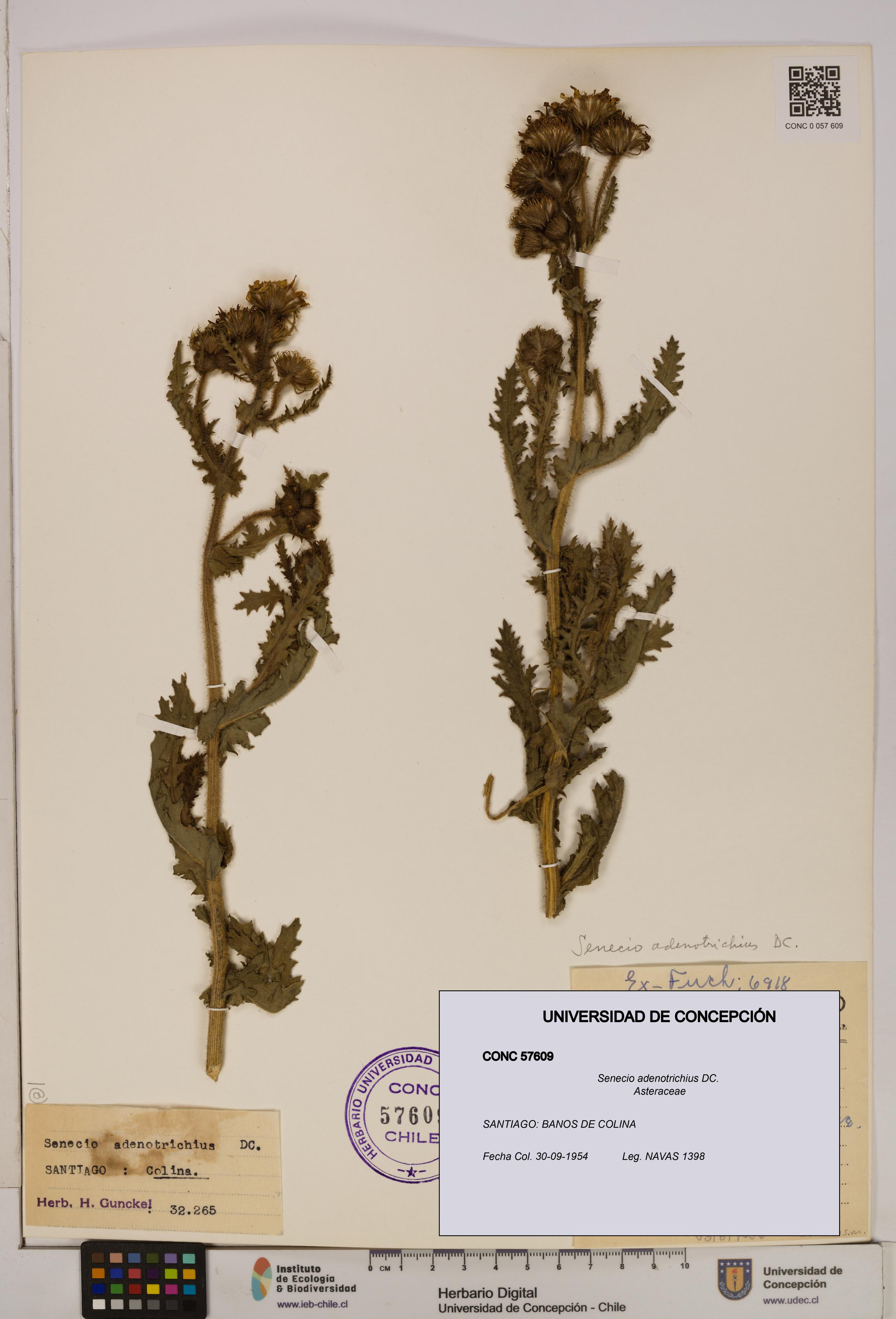 Senecio adenotrichius [Espécimen: UDEC:CONC:0057609]