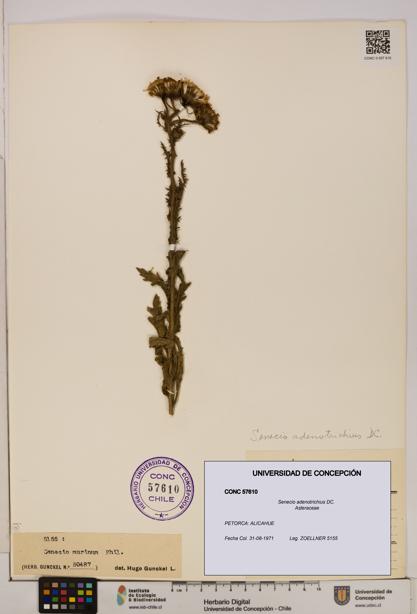 Senecio adenotrichius [Espécimen: UDEC:CONC:0057610]