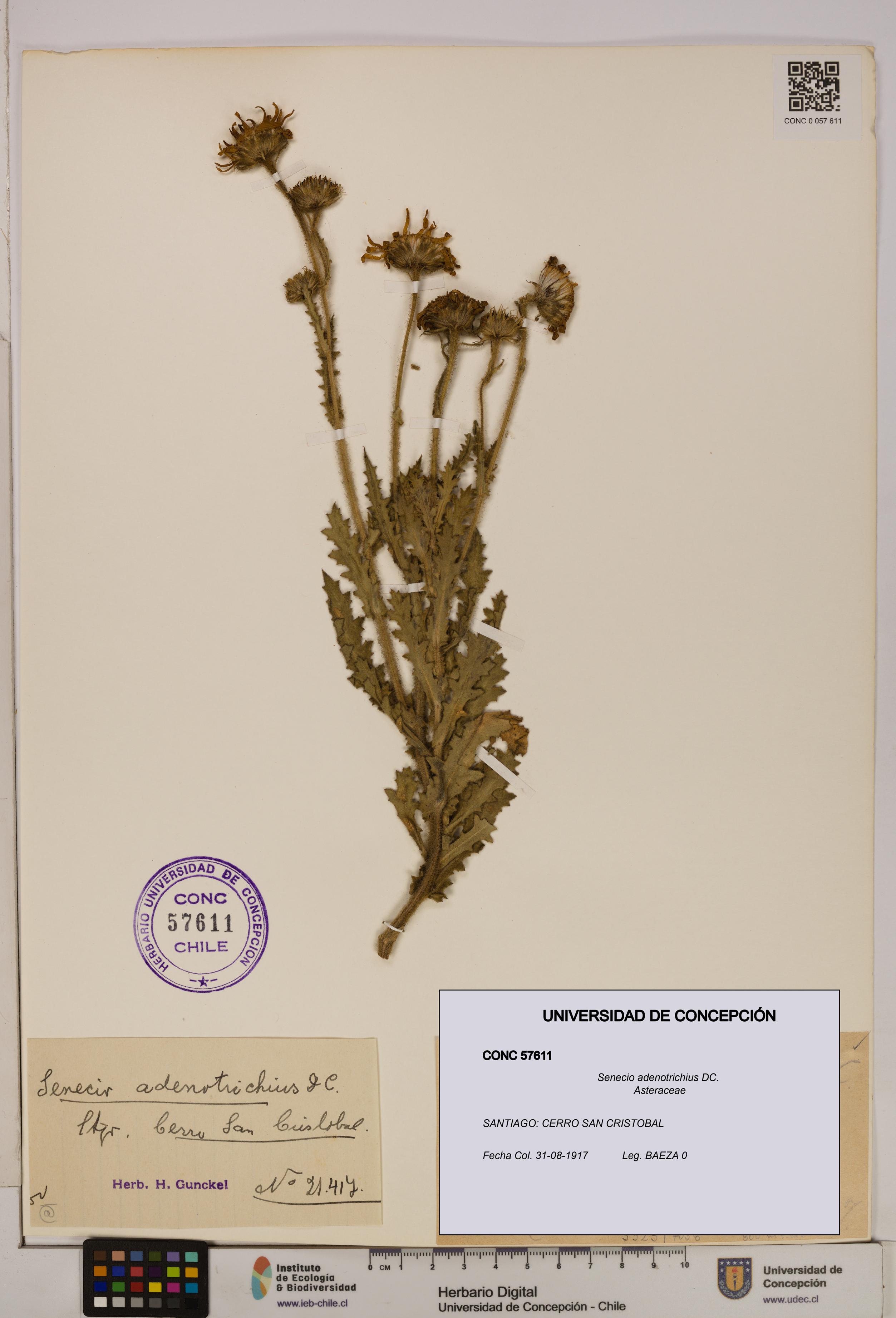 Senecio adenotrichius [Espécimen: UDEC:CONC:0057611]
