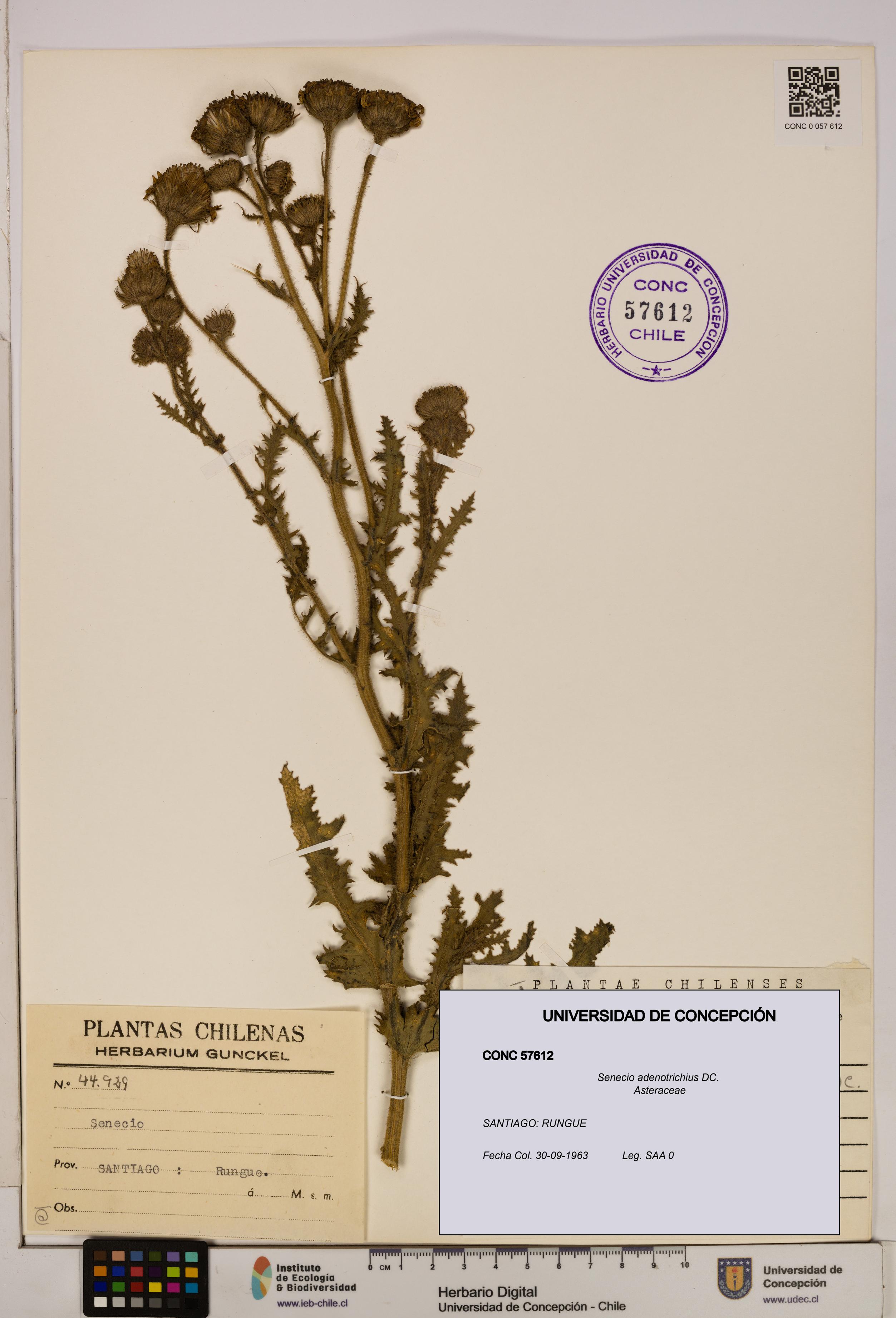Senecio adenotrichius [Espécimen: UDEC:CONC:0057612]