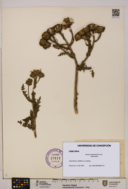 Senecio adenotrichius [Espécimen: UDEC:CONC:0057613]
