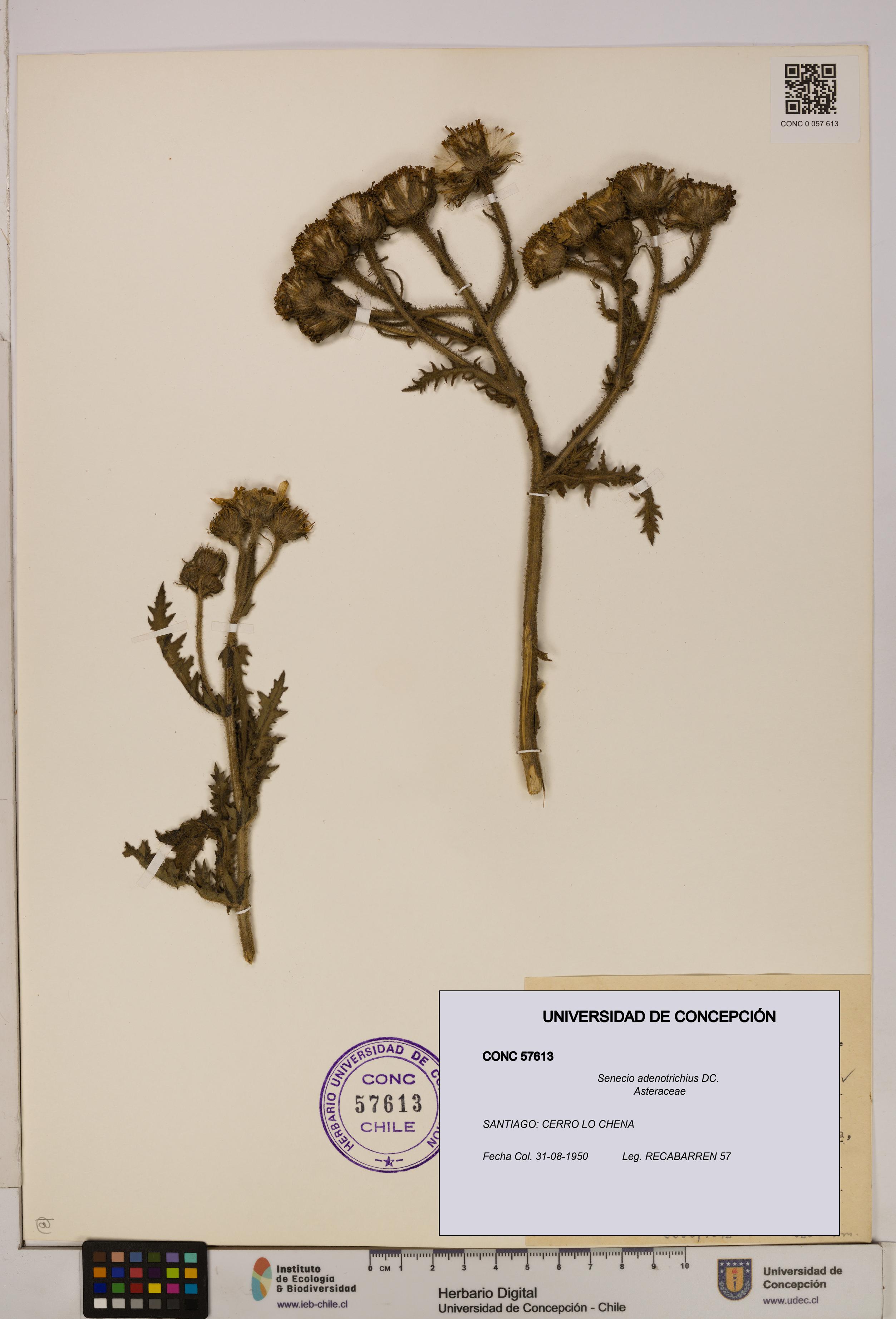 Senecio adenotrichius [Espécimen: UDEC:CONC:0057613]