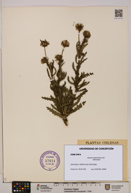 Senecio adenotrichius [Espécimen: UDEC:CONC:0057614]