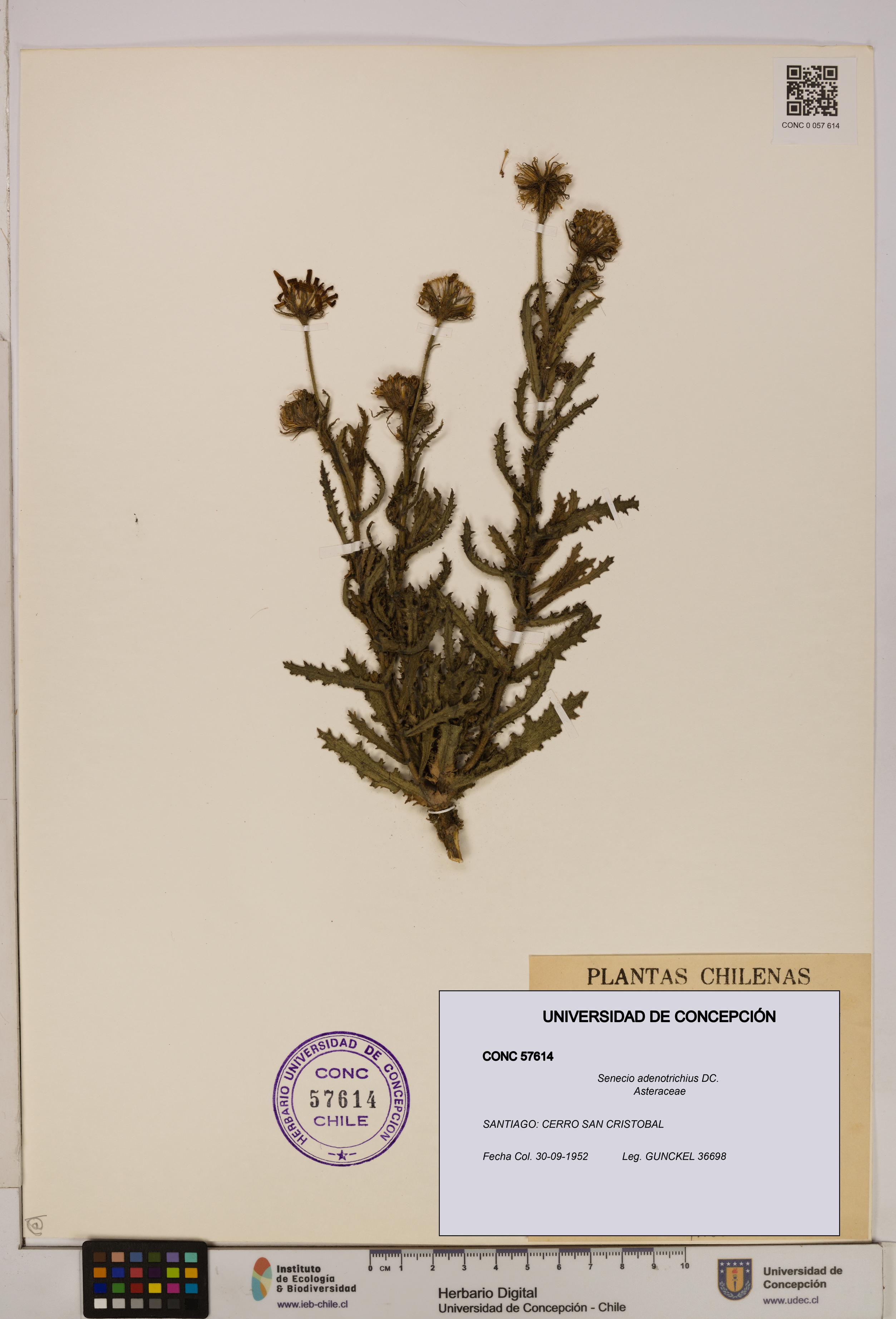 Senecio adenotrichius [Espécimen: UDEC:CONC:0057614]